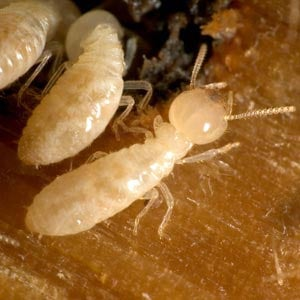 Convenient Termite & Pest Control project