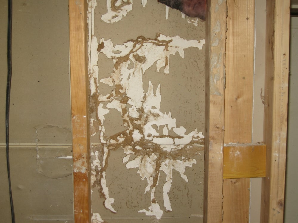 Convenient Termite & Pest Control project